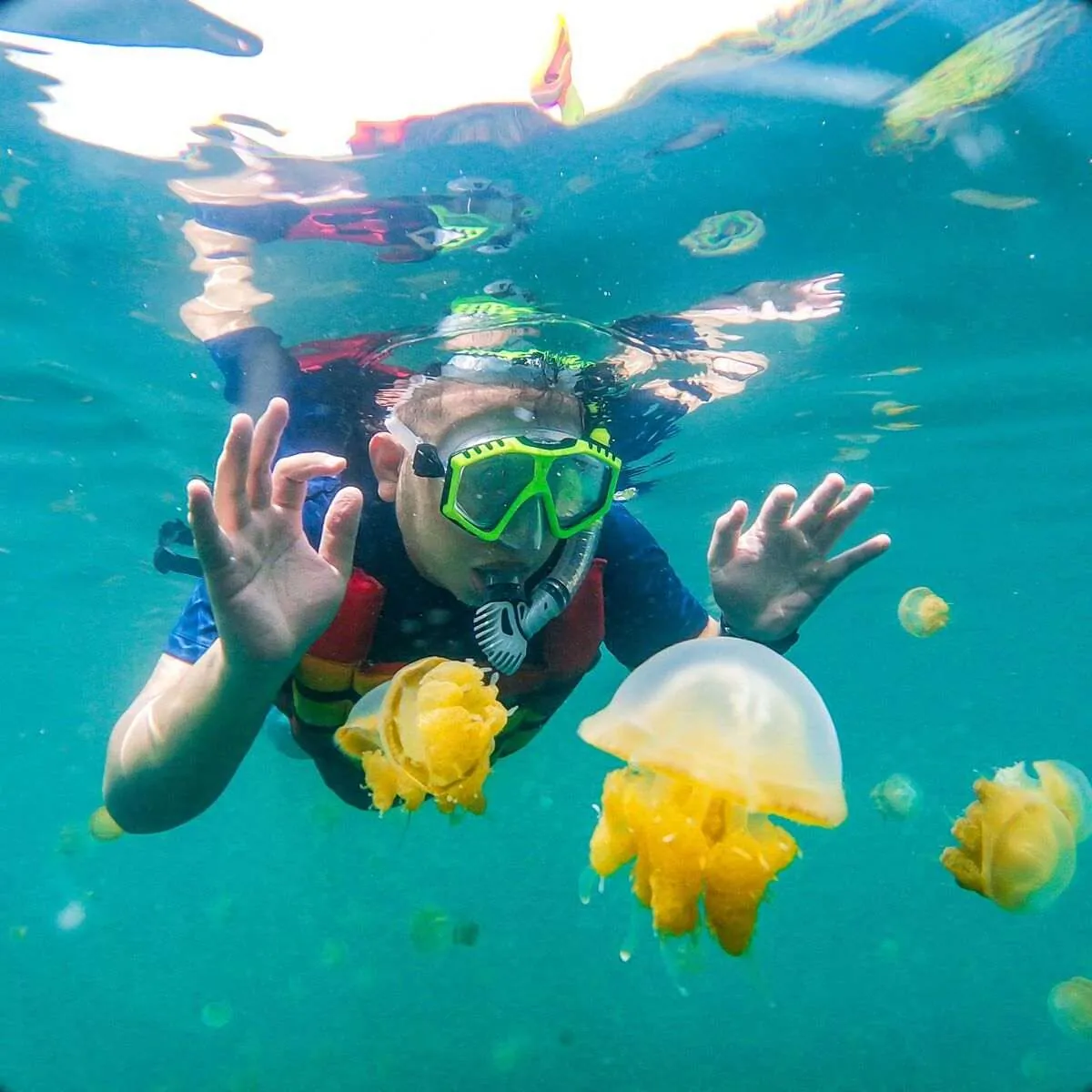 Snorkeller among golden stingless jellyfish in the Kakaban lake