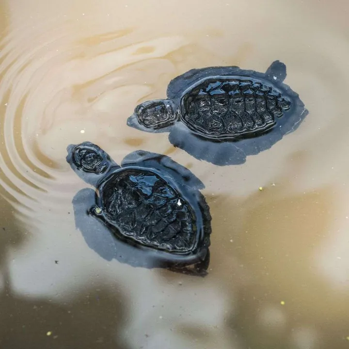 Two green turtle hatchlings swimming at Sangalaki turtle conservation