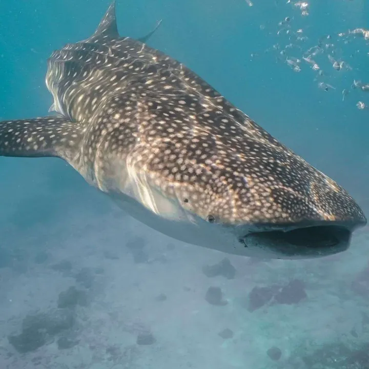 Whale shark close to the surface at the Talisayan bagan platforms