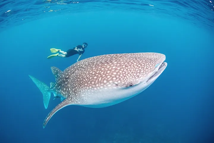 Snorkeller above a whale shark off Talisayan