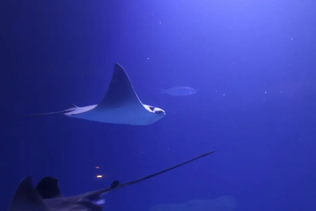 Manta Ray and Jellyfish Lake Season at Derawan: When to Visit (2026)