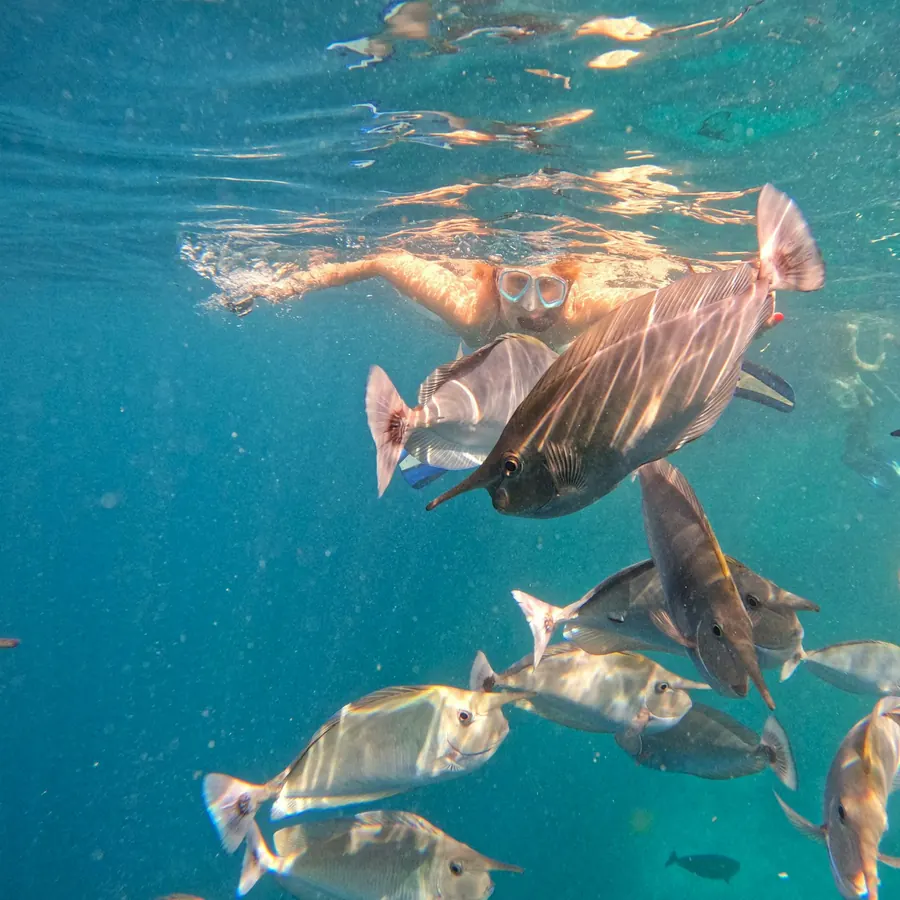 Best Time to Visit Derawan Island for Diving