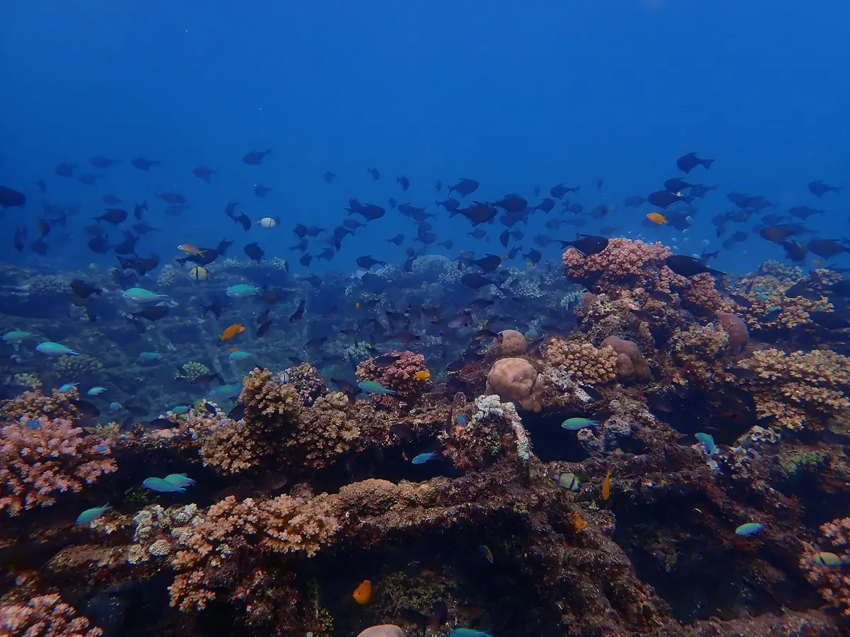 Maratua Paradise jetty in the Derawan Islands