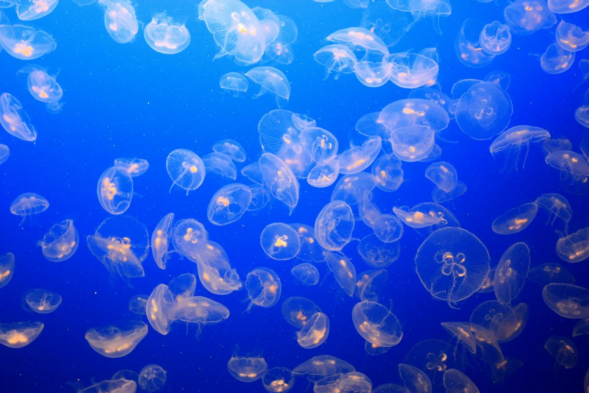 Snorkeler among jellyfish in Kakaban Lake