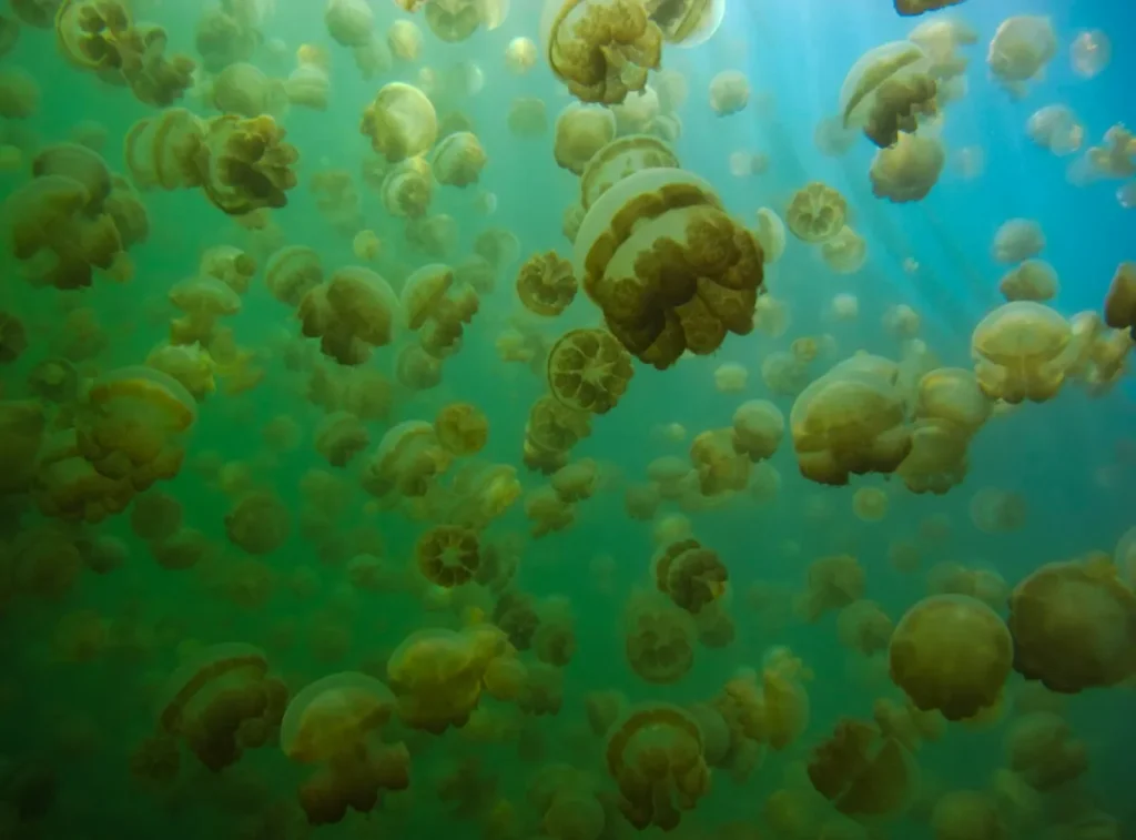 Kakaban Lake and Stingless Jellyfish Visit