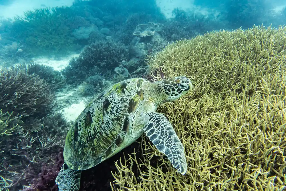 Sangalaki Turtle Island Experience