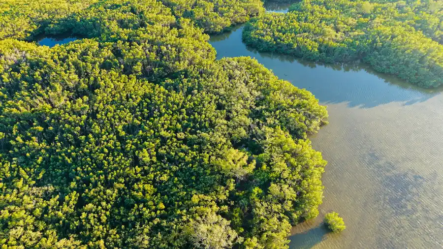 The Impact of Tourism on Derawan Island’s Ecosystem