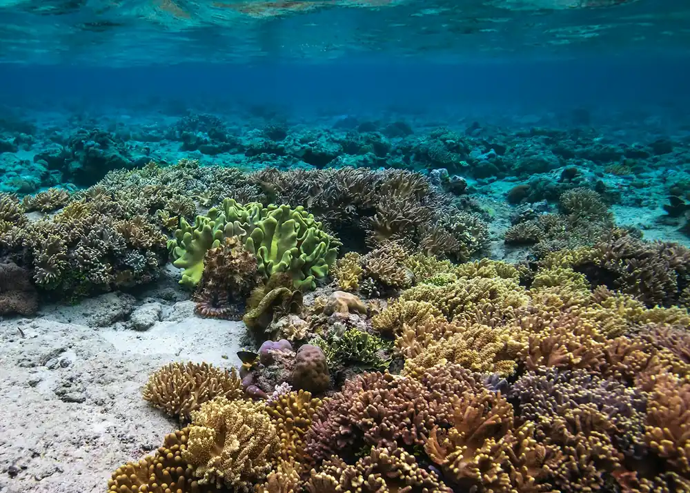 Understanding the Marine Biodiversity of Derawan Island
