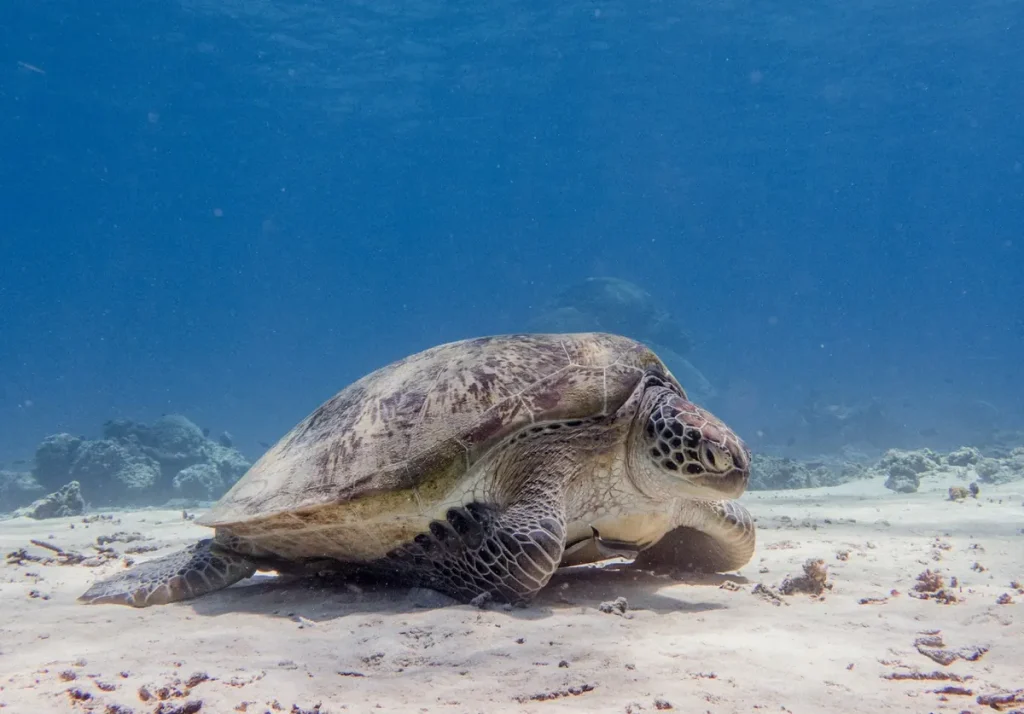 Turtle Conservation Tourism In Derawan 2027