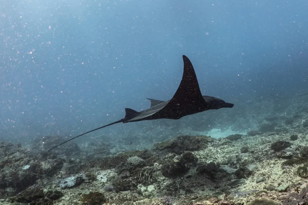 Derawan 2027 Vs Bali And Raja Ampat Diving